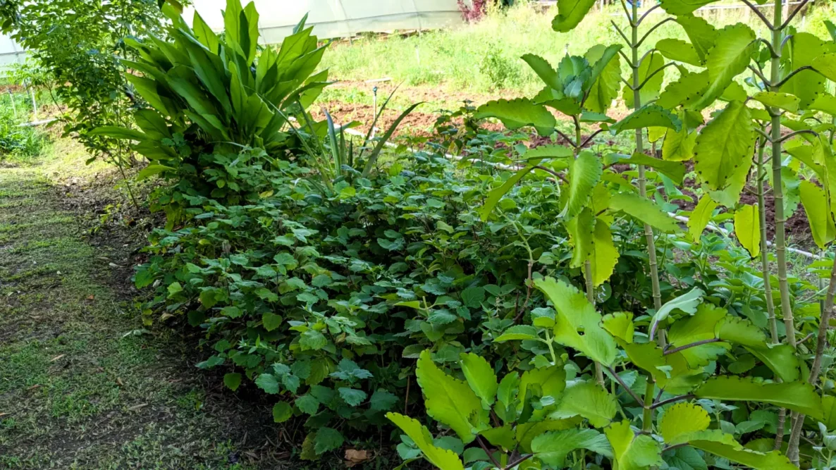 Helen's Daughters Medicinal Plants