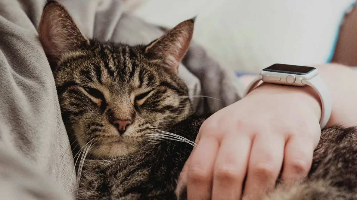 Ceva Animal Health comfortable cat