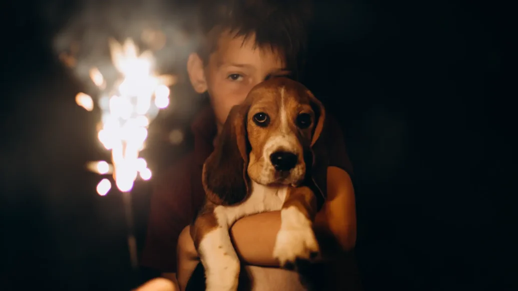 Ceva Animal Health fireworks advice